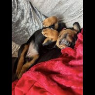 Rottweiler - Bitches
