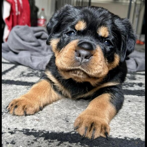 Rottweiler - Bitches