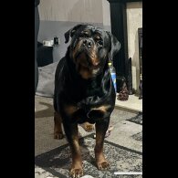 Rottweiler - Bitches