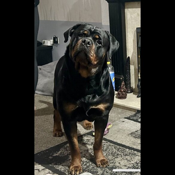 Rottweiler - Bitches
