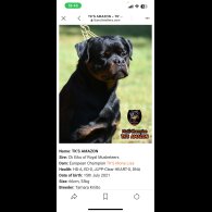 Rottweiler - Bitches