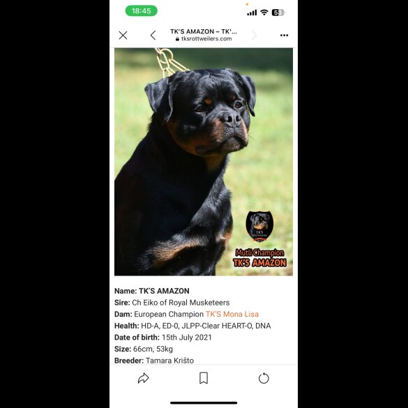 Rottweiler - Bitches