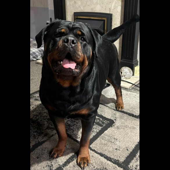 Rottweiler - Bitches