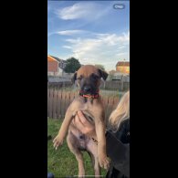Saluki - Dogs
