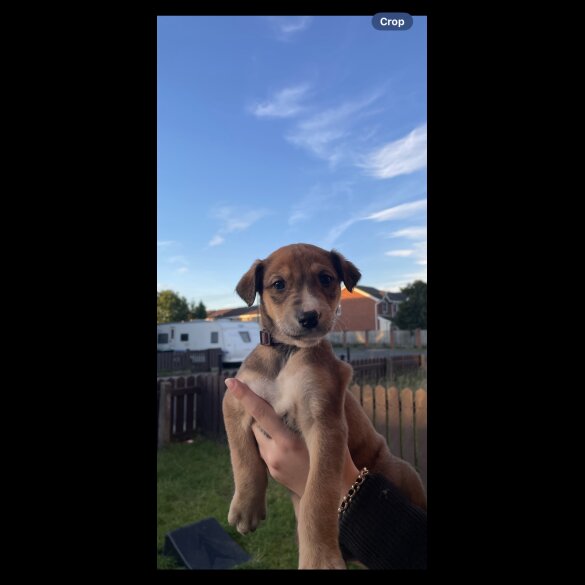 Saluki - Dogs