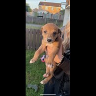 Saluki - Dogs