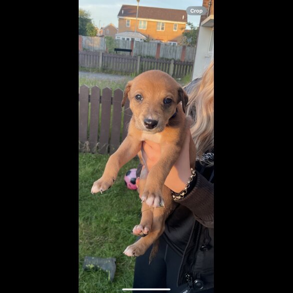 Saluki - Dogs