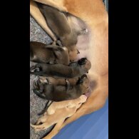 Saluki - Dogs