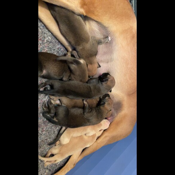 Saluki - Dogs