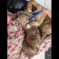 Saluki - Dogs