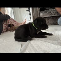 Saluki - Dogs