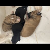 Saluki - Dogs