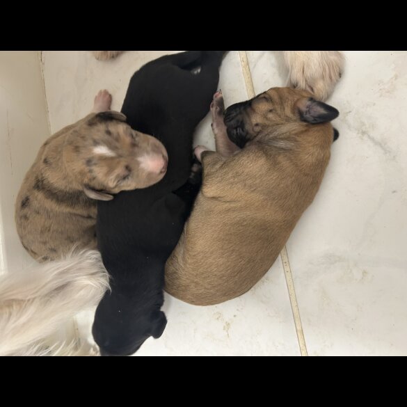 Saluki - Dogs