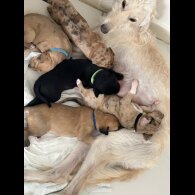 Saluki - Dogs
