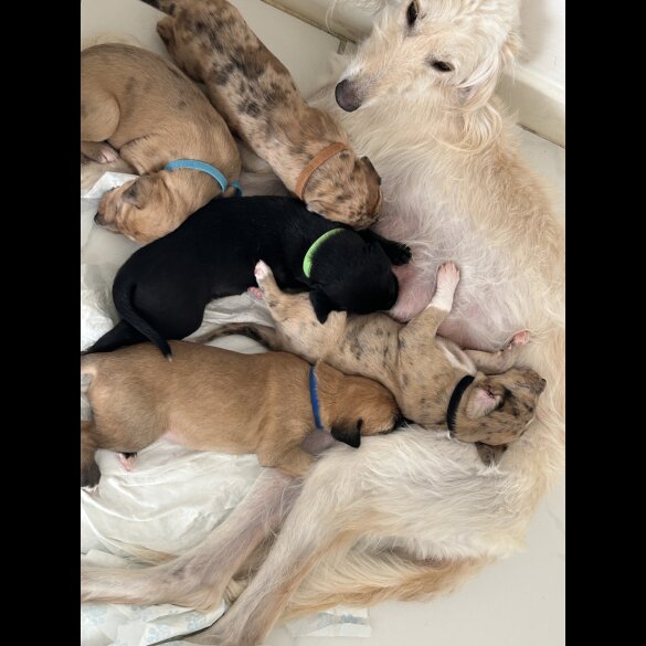 Saluki - Dogs