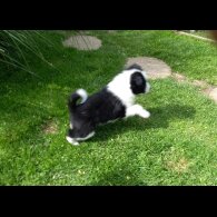 Samoyed - Both