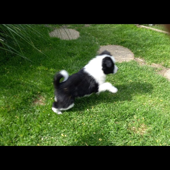 Samoyed - Both