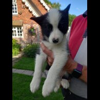 Samoyed - Both