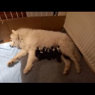 Samoyed - Both
