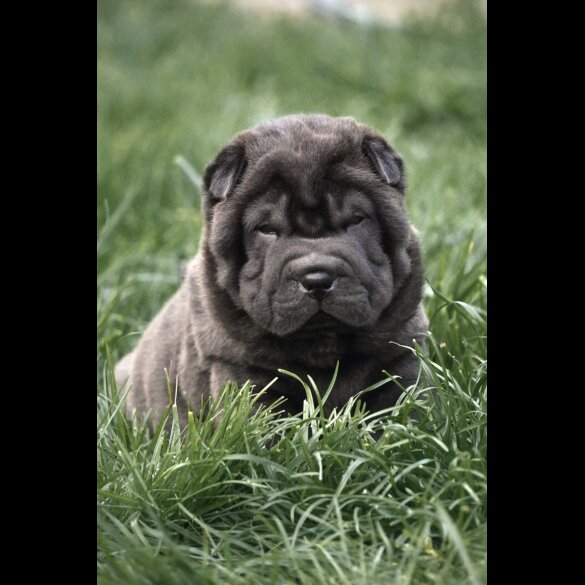 Shar Pei - Both