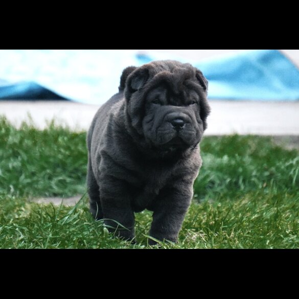 Shar Pei - Both