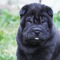 Shar Pei - Both