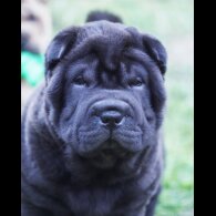 Shar Pei - Both