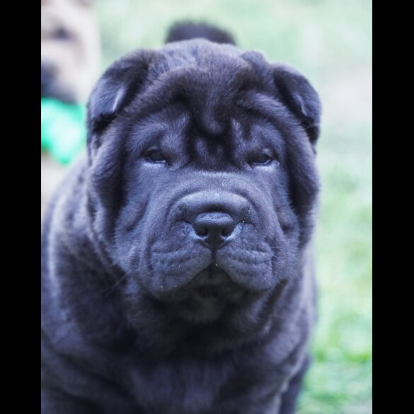 Shar Pei - Both
