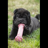 Shar Pei - Both