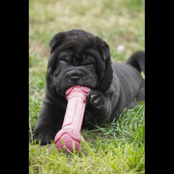 Shar Pei - Both