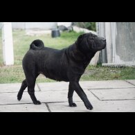 Shar Pei - Both