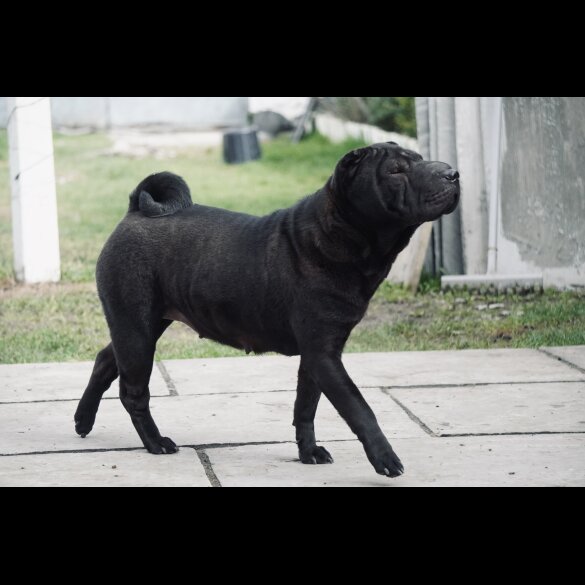 Shar Pei - Both