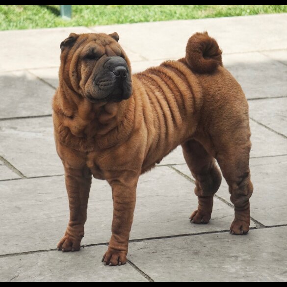 Shar Pei - Both