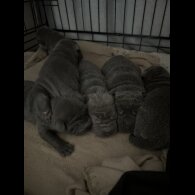 Shar Pei - Both