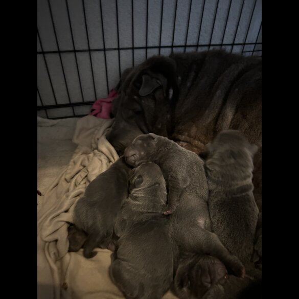 Shar Pei - Both