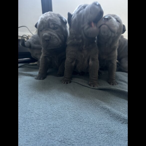Shar Pei - Both