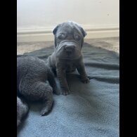 Shar Pei - Both