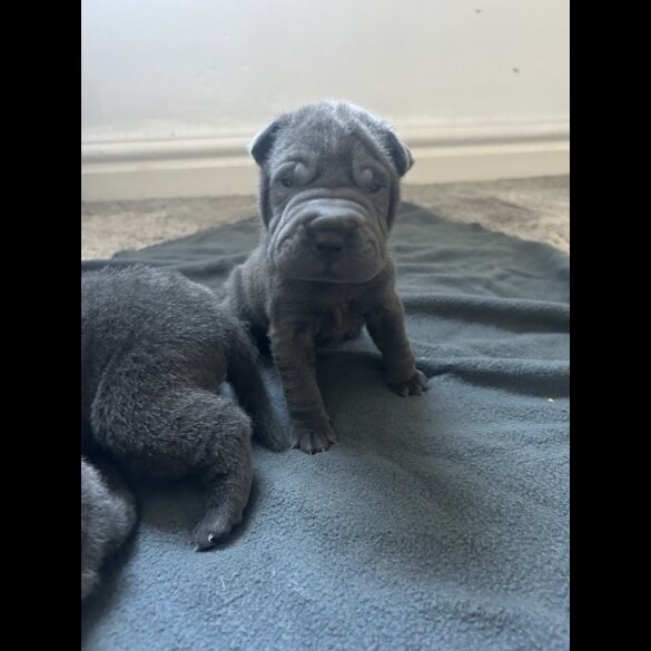 Shar Pei - Both
