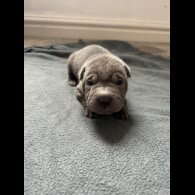 Shar Pei - Both