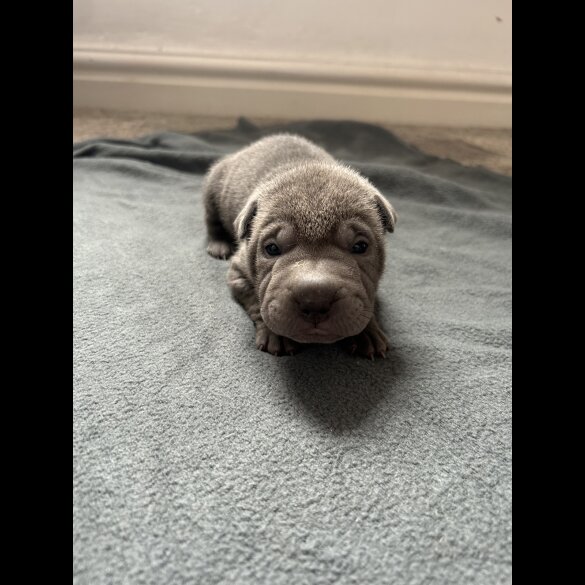 Shar Pei - Both