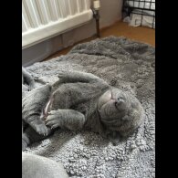 Shar Pei - Both