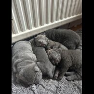Shar Pei - Both