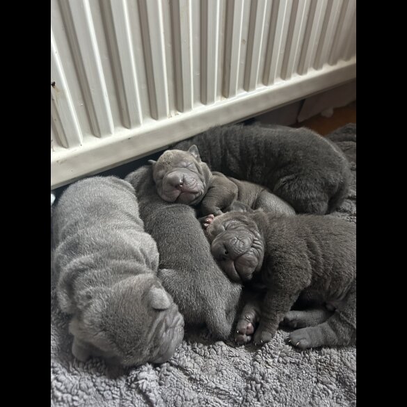Shar Pei - Both