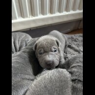 Shar Pei - Both