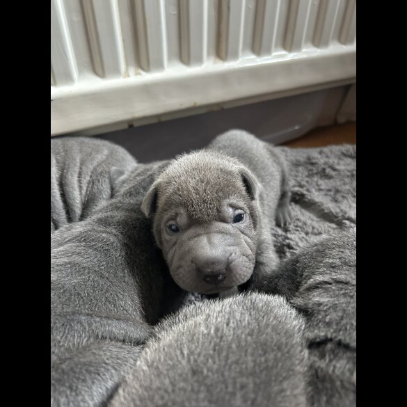 Shar Pei - Both