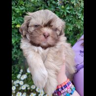 Shih Tzu - Both