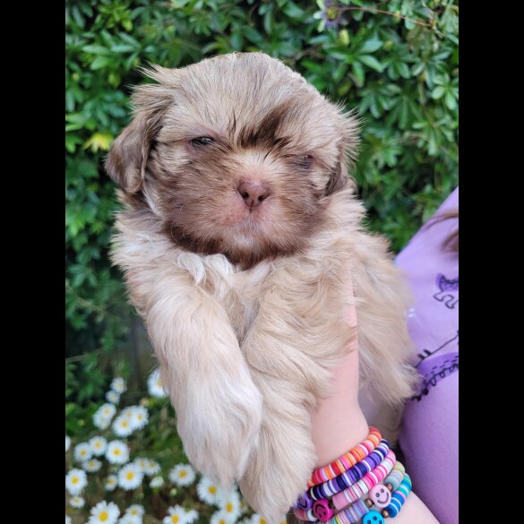 Shih Tzu - Both