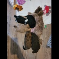 Shih Tzu - Both