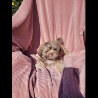 Shih Tzu - Both