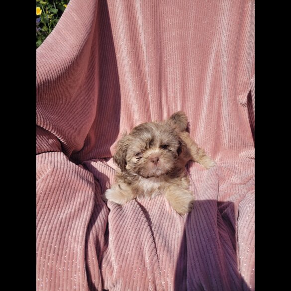 Shih Tzu - Both